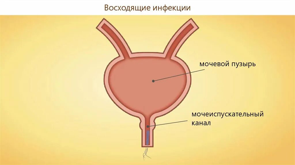 Расслабленный мочевой пузырь. Мочевой пузырь и мочеиспускательный канал. Сфинктер мочевого пузыря строение. Мочевой пузырь анатомия для детей.