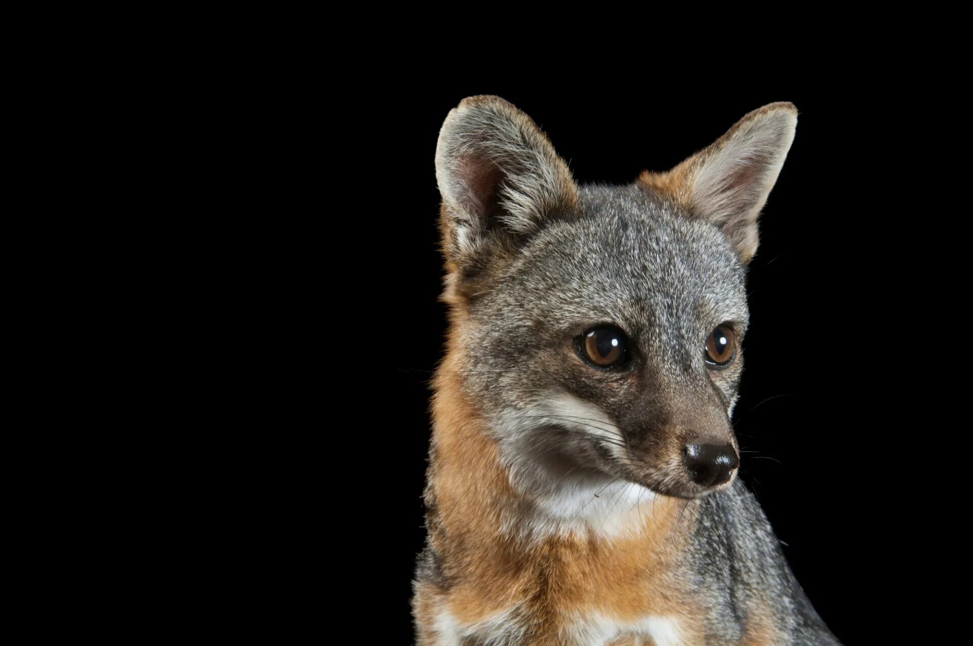 Серая лисица urocyon cinereoargenteus. Грей фокс лиса. Маска серого лиса обливион. Серый лис слушать. Серый лис чунский.