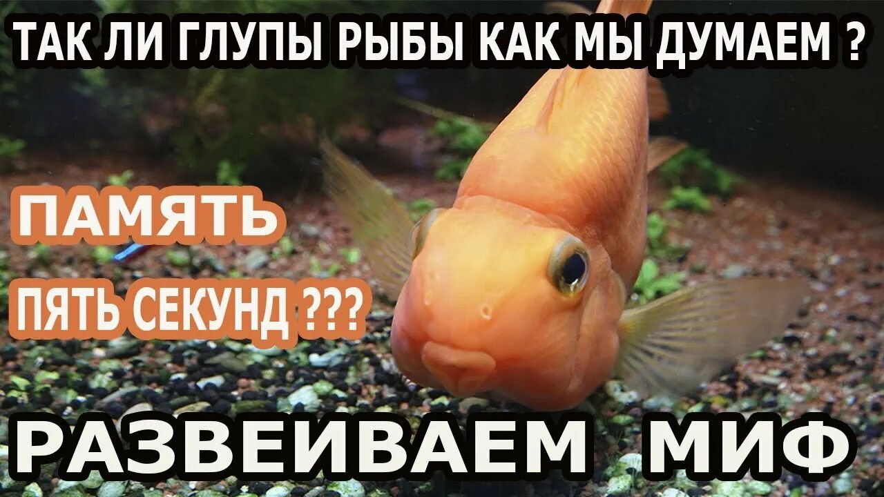 Ледяной король рыба. Рыбы узнают хозяина. Цихлазома мезонаута. Атлантический гигантский групер. Жизненный цикл костных рыб.
