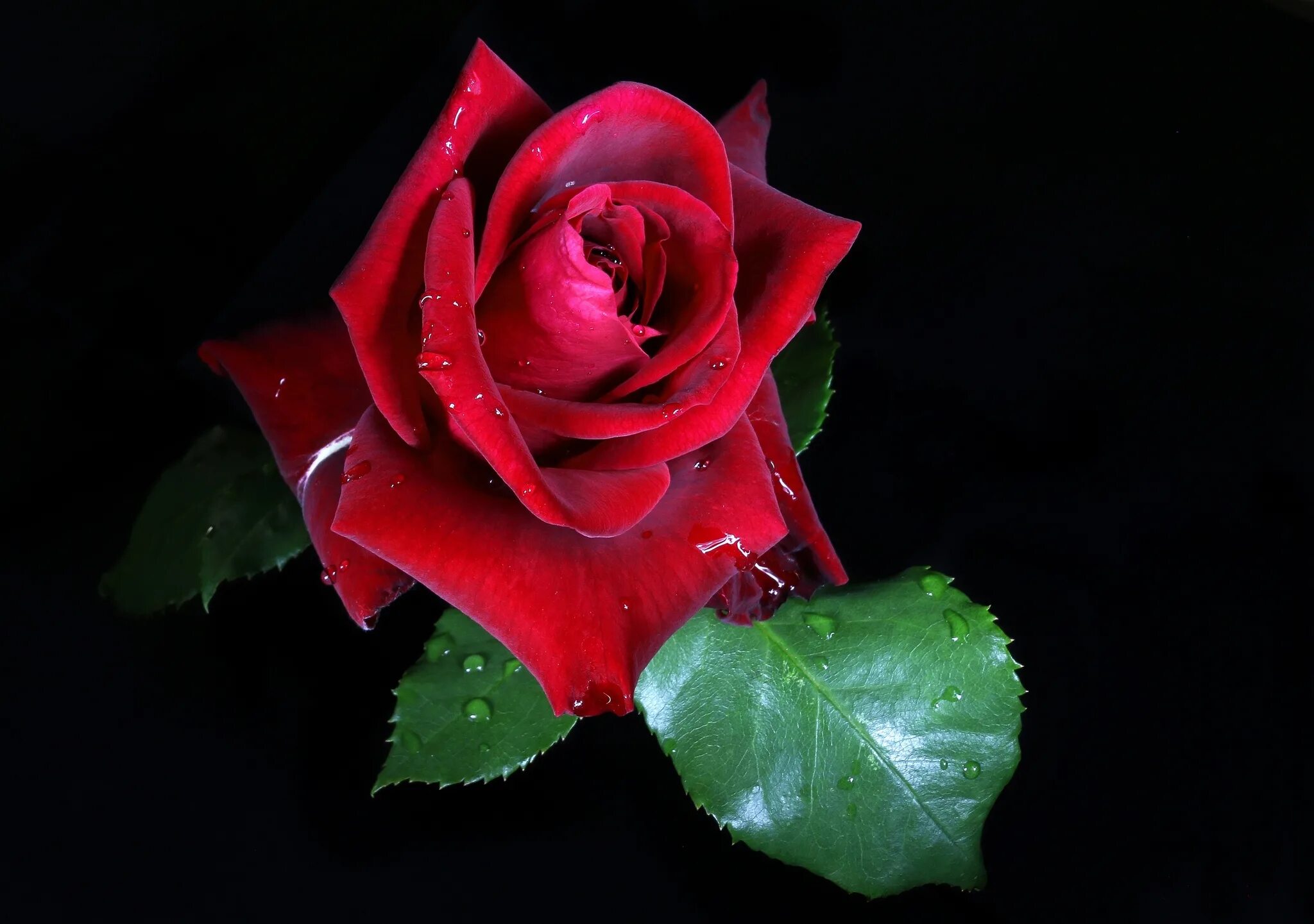 Красные розы. Красивые розы на темном фоне.