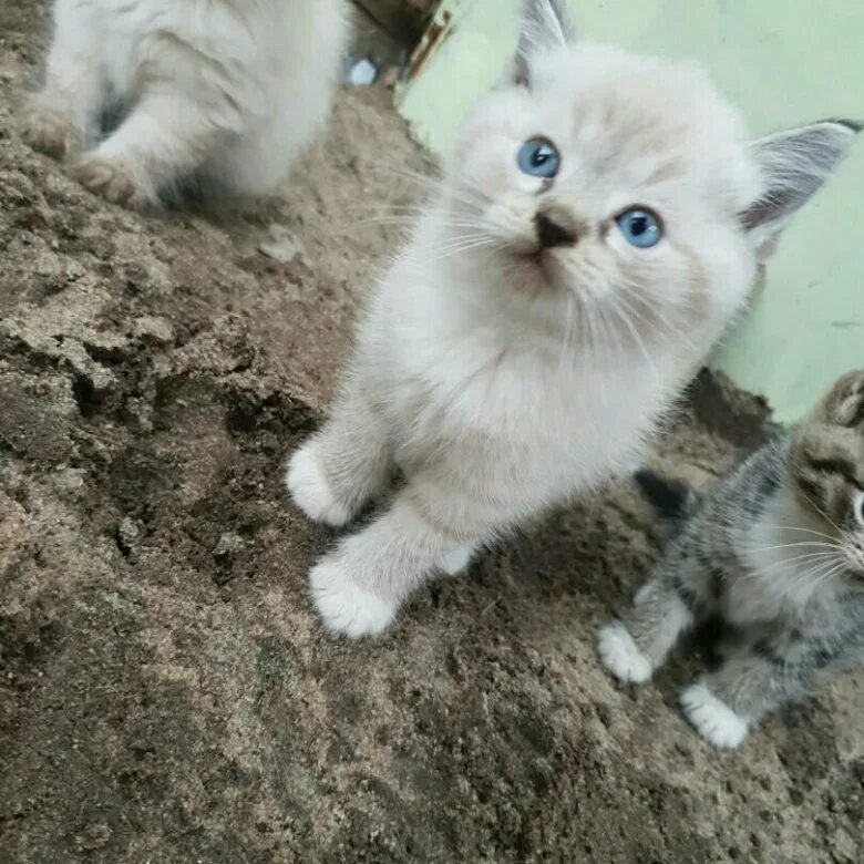 Кошки брянск купить. Брянские котики. Котята Брянск. Брянская кошка. Кошечка Брянск.