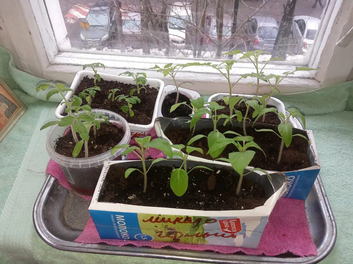 Рассада помидор вытянулась. Чтобы рассада не вытягивалась. Чтобы рассада не вытягивалась. Чтобы рассада не вытягивалась. Годеция рассада вытянулась.