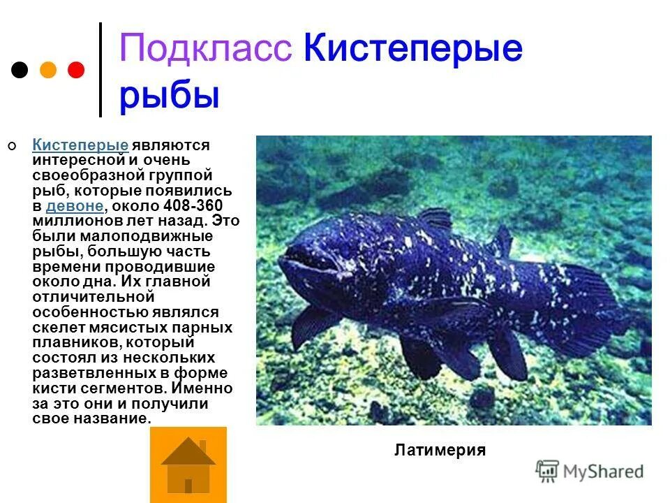 Черты строения наиболее древних рыб. Пресноводные кистеперые. Доклад про древнюю рыбу. Кистеперая рыба латимерия. Кистепёрые рыбы представители.