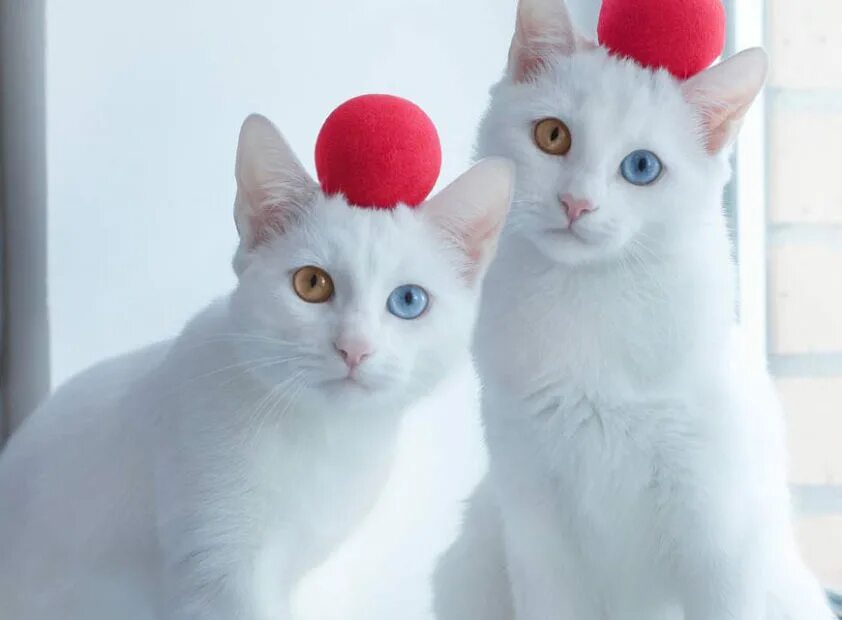 Две белые кошки. Кошки близнецы айрис и абис. коты близнецы. одинаковые коты. две одинаковые кошки.