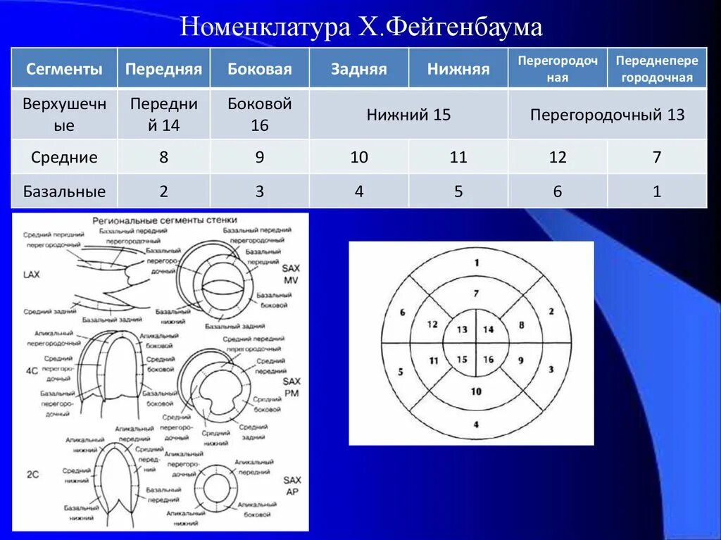 Зоны локальной сократимости лж. Сегменты левого желудочка ЭХОКГ схема. Сегментарное строение миокарда ЭХОКГ. Зоны левого желудочка ЭХОКГ.