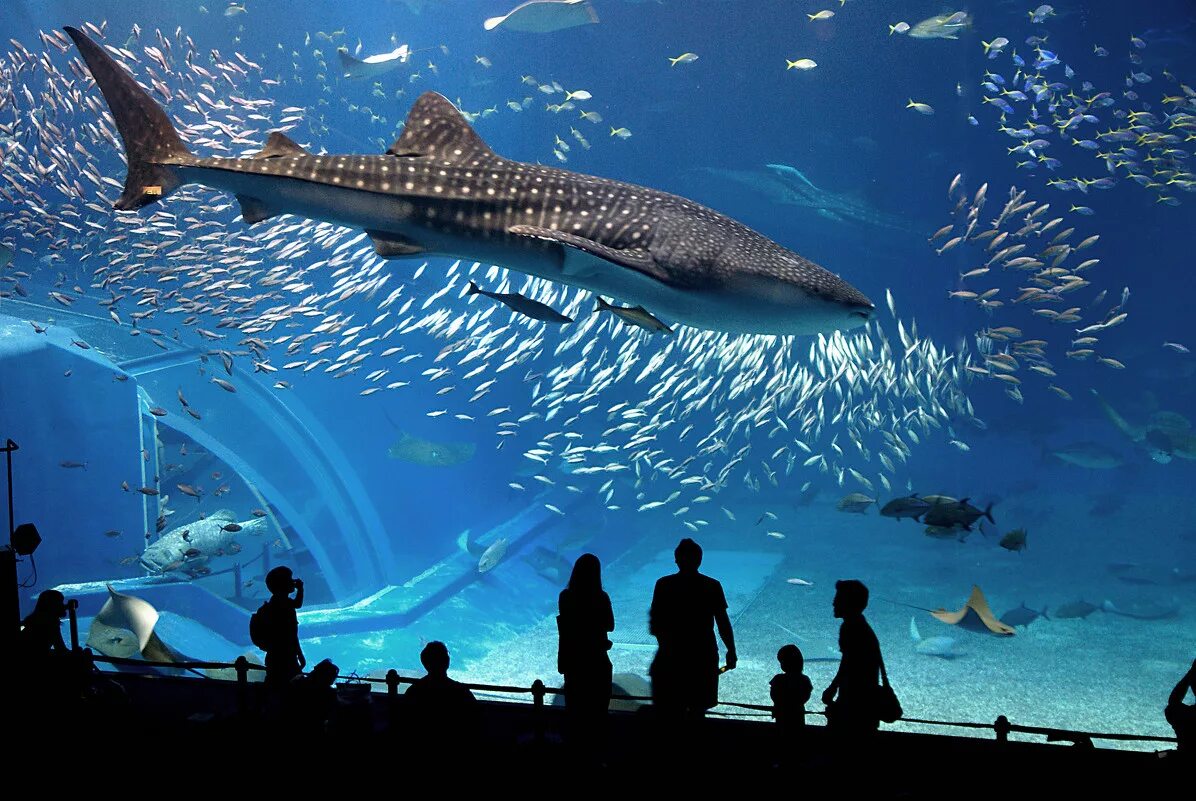 Океанариум картинки. Океанариум Москвариум. Москвариум китовая акула. Океанариум в Паттайе Тайланд. Океанариум на ВДНХ акула.