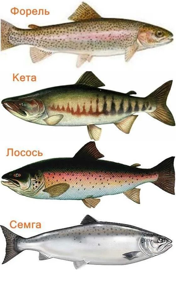 Какие рыбы лососевые. Горбуша семга форель и лосось отличия. Рыба лосось горбуша кета. Семейство лососевых рыб кета. Название красных рыб семейства лососевых.