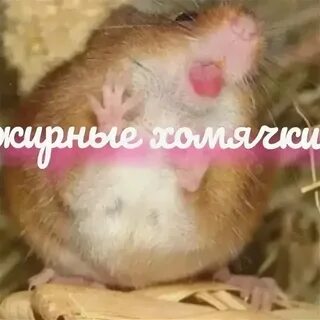 Ежедневный шрифт в хомяке 6