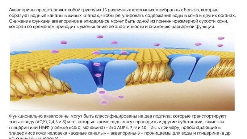 Почему в различных клетках