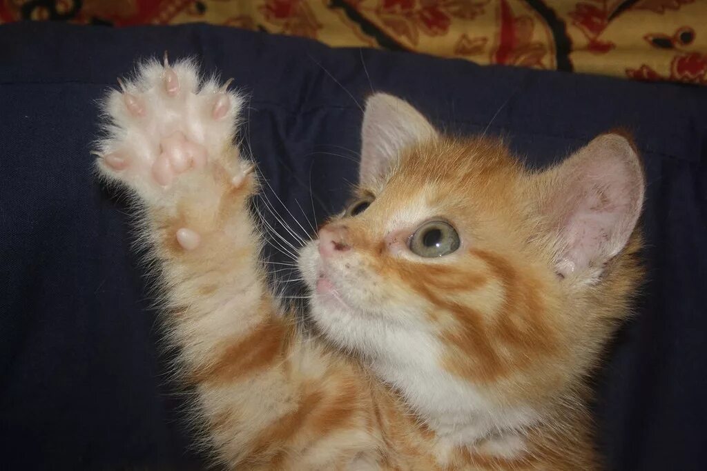Дай котиков. Рыжий кот с поднятой лапой. лапа рыжего кота. рыжий котенок поднял лапку. кот дай пять.