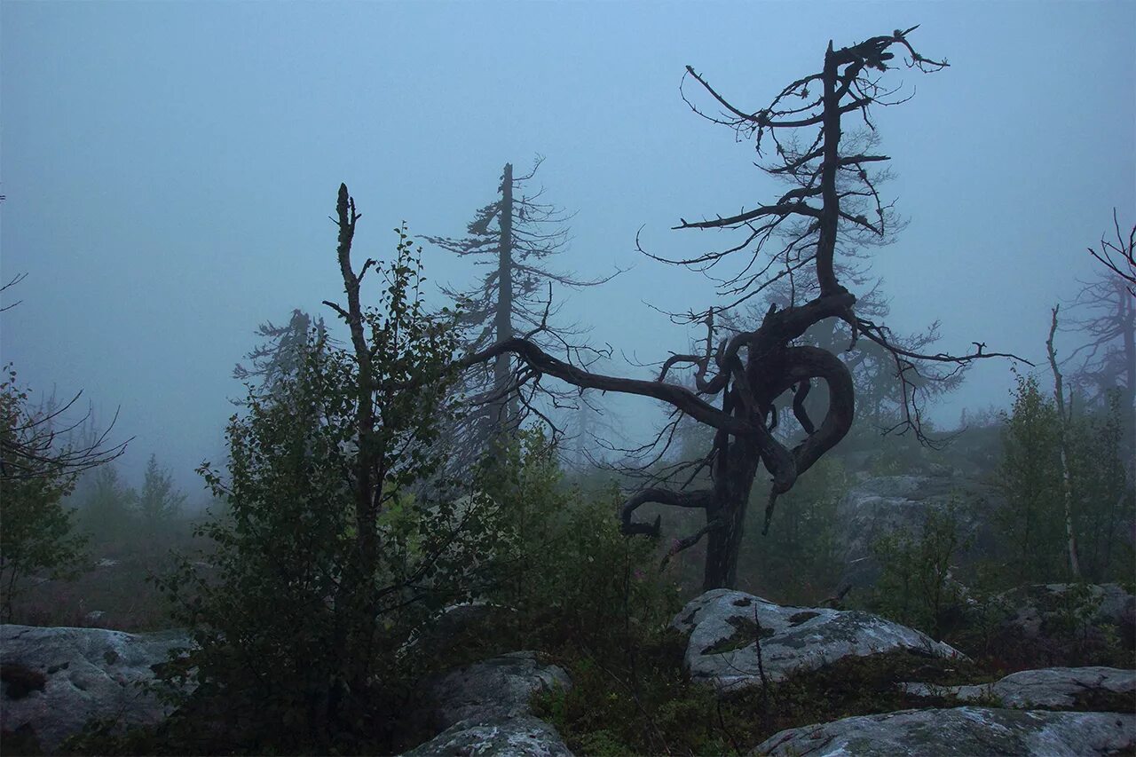 экотропа «чёртово городище» осень. запрещенное место силы. велесов камень веледниково. лес - место силы. гора воттоваара.