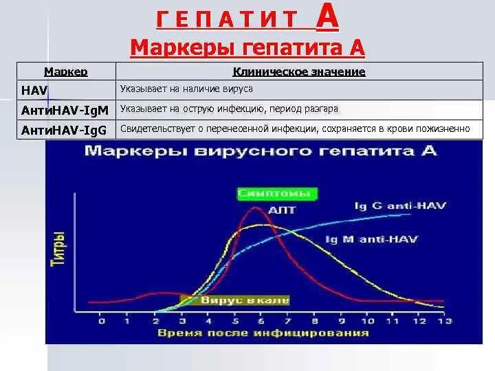 Igg igm hcv. «Динамика диагностических маркеров гепатита. Динамика иммунологических маркеров острого гепатита b. Острый период вирусного гепатита с маркеры. Динамика маркеров вирусного гепатита а.