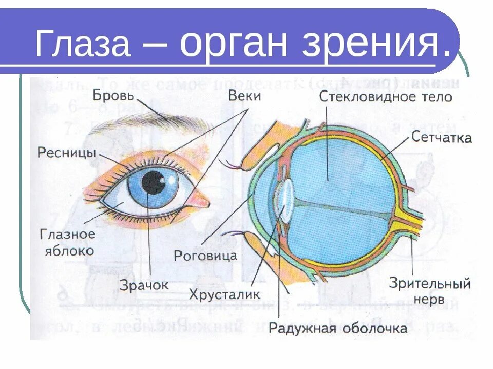 Органы чувств строение органов зрения