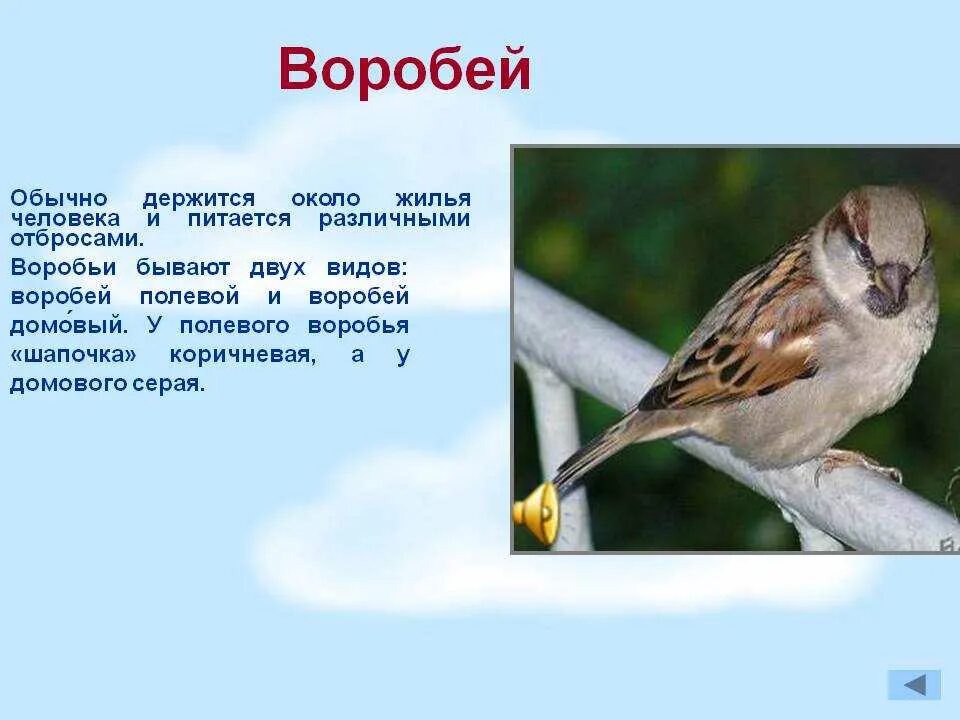 Воробей какой вид. Воробей описание для детей. Сообщение о Воробье. Описание воробья. Рассказ про воробья.