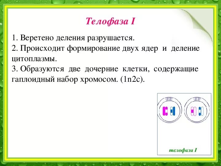 Телофаза 2 хромосомный набор. Телофаза набор хромосом. Телофаза 1 что происходит. Телофаза 2 хромосомы набор.