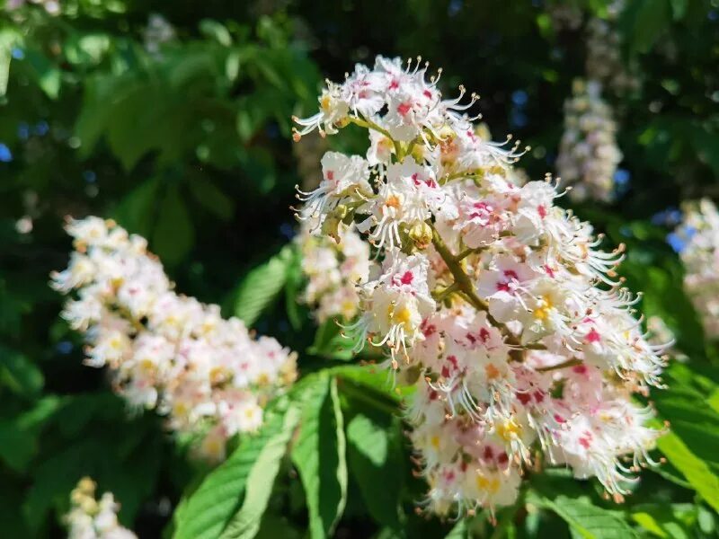 крещатик цветущие каштаны.