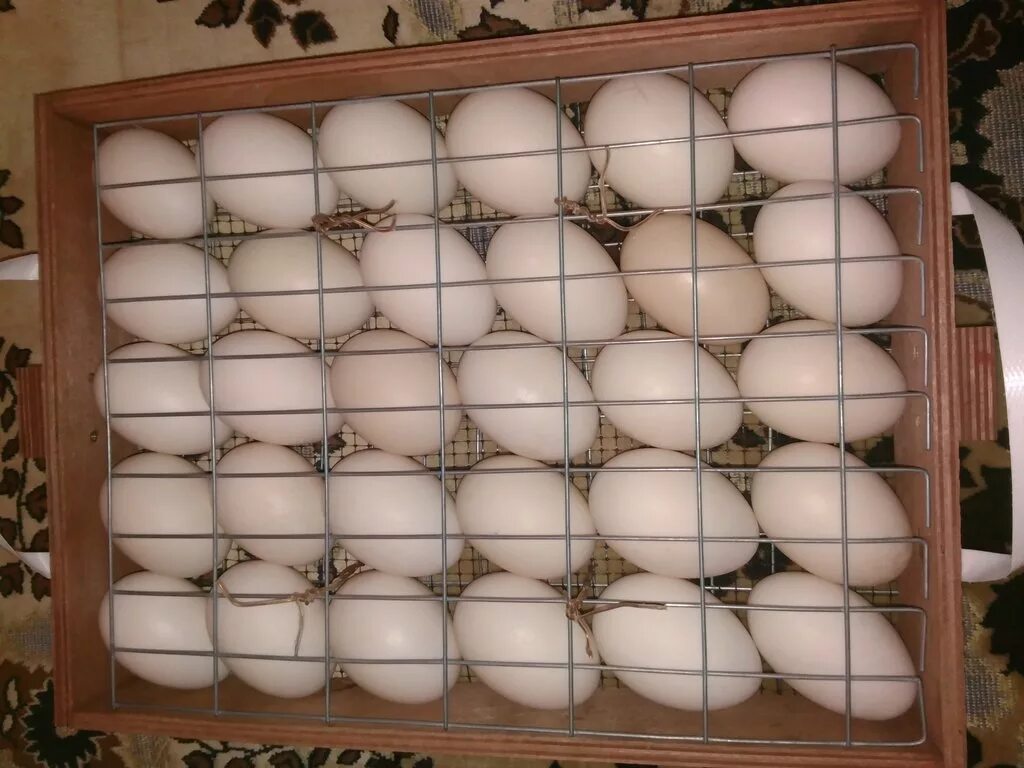 Каким концом закладывать яйца. Инкубатор Вегас гусиные яйца. Инкубатор 104 гусиные яйца. Инкубатор Несушка Утиные яйца. Закладка гусиных яиц в инкубатор блиц.