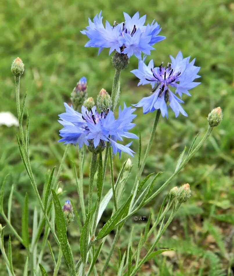 Названия васильков. Центаурея Василек. Василек cyanus. Василек полевой Centaurea cyanus. 6. Centaurea cyanus- Василёк синий.