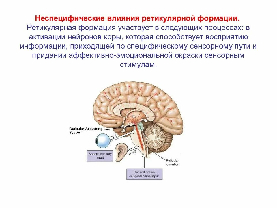 Неспецифические изменения головного мозга. Ретикулярная система функции. Проводящие пути ретикулярной формации. Ретикулярная система мозга. Активирующая ретикулярная формация.
