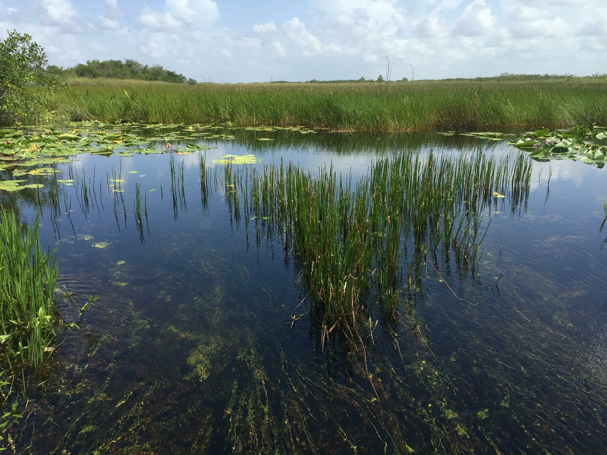 В исследованной воде из местного болота. Пресноводные болота Эверглейдс. Болото Муклесаз. Заболоченное озеро. Шалимовское болото.