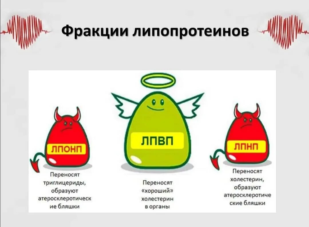 Липопротеиды высокой плотности лпвп. Лпонп лпнп лпвп. лпвп и лпнп в крови. липопротеины фракции. лпвп плохой.