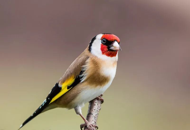 Черноголовый щегол. Красноголовый щегол. Щеглы щеглы. Лазоревка щегол. Голубые щеглы в природе.