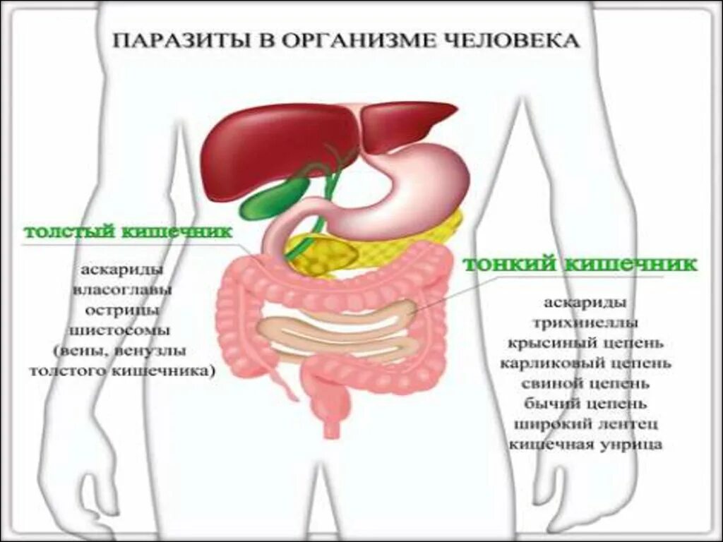 Признаки болезни кишечника у женщины. Заболевания тонкого кишечника список. Кишечник болезни и симптомы. Заболевания Толстого и тонкого кишечника.