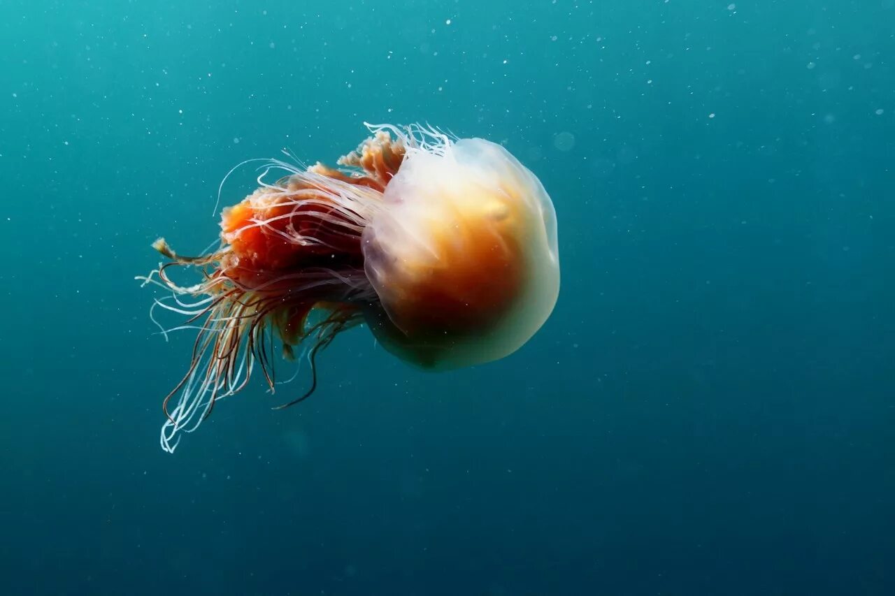 Номура. Медуза цианея. Арктическая медуза цианея. Арктическая гигантская медуза цианея. Полярная медуза цианея.