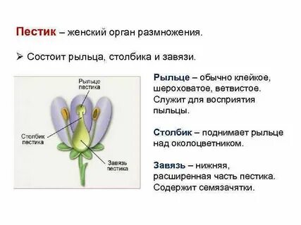 Перистое рыльце