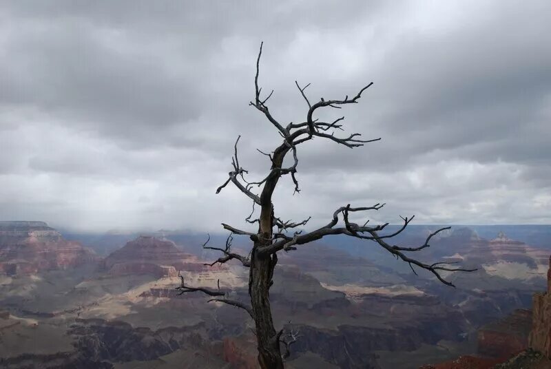 зацвела магнолия суланжа. в сочи зацвела магнолия. солнце абстракция. необыкновенно рано. необыкновенно рано.