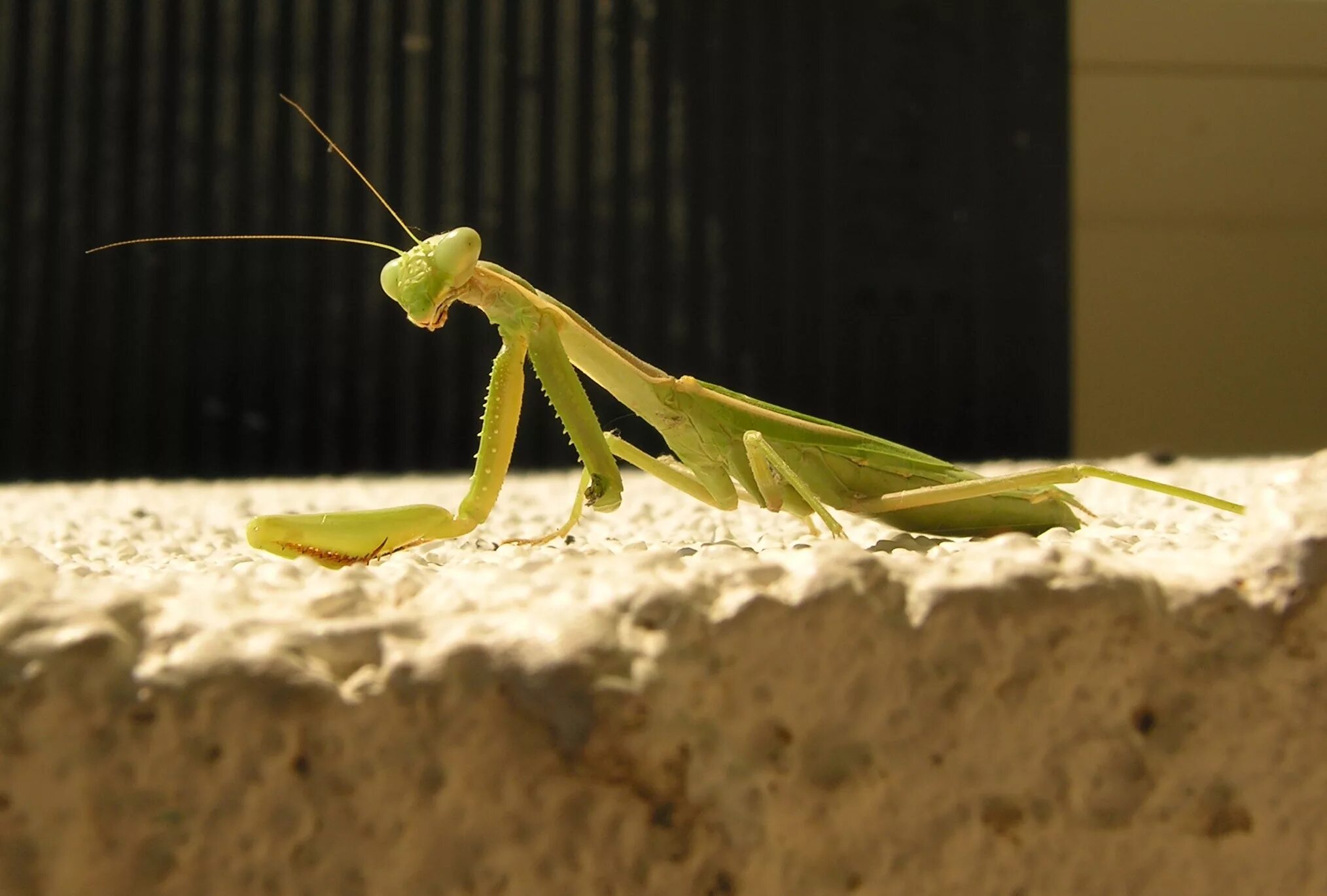 Insect legs. Богомол кузнечик Саранча. Саранча кузнечик Жук. Богомолы Саранча Жук. Сверчок богомол и Саранча.