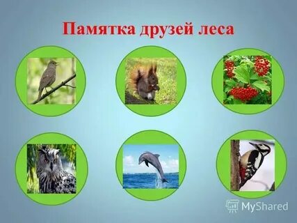 Друг зовет в лес