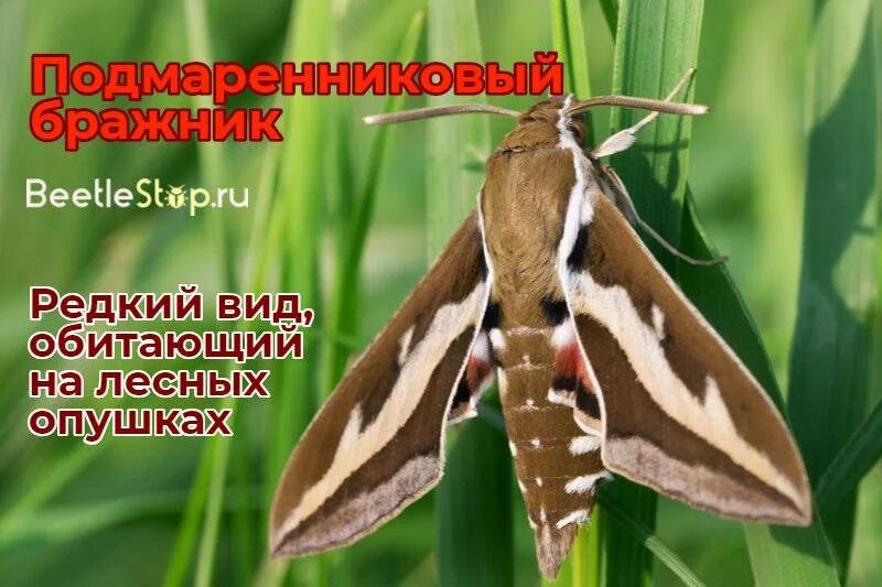 Мотылек винный бражник. Бражник подмаренниковый красная книга. Бражник подмаренниковый красная книга. Бражник подмаренниковый. Бражник подмаренниковый бабочка.