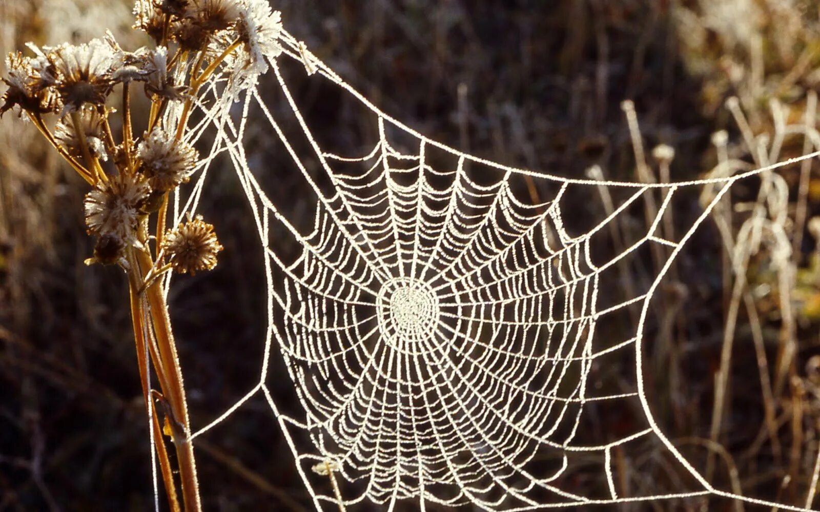 Nyf spiders