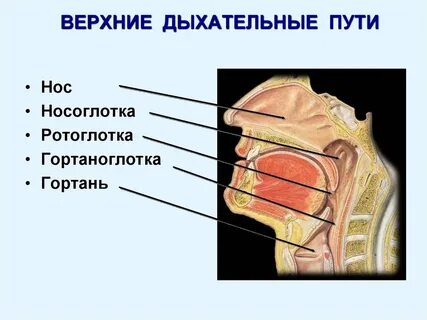 Строение носоглотки рисунок