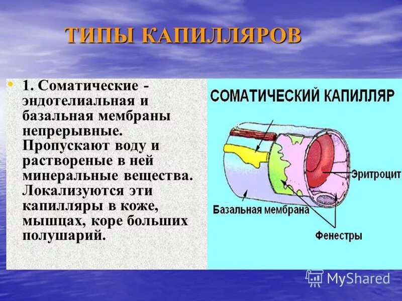 Капилляры соматического типа. Схема строения кровеносных капилляров. Строение соматического капилляра. Капилляры фенестрированного типа. Капилляры соматического типа.