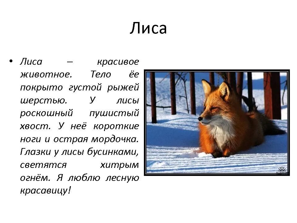 Написать эссе о диких животных. Текст описание о лисе 2 класс. Лиса текст описание. Маленький рассказ про лису для 2 класса. Рассказ о лисе 2 класс литературное чтение.