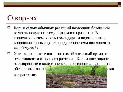 Без корня и трава не растет