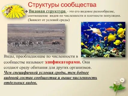 Примеры видового состава