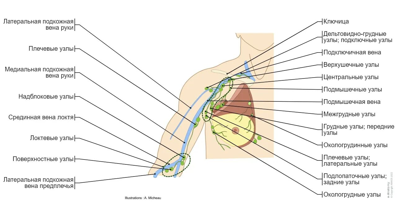 Лимфоузел на локте. Плечевой узел.