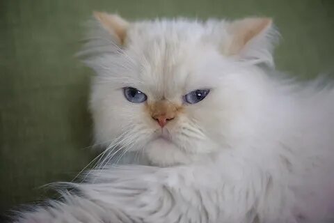 Белый персидский кот