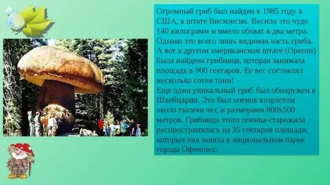 Сколько весит гриб