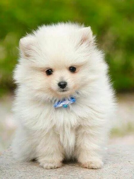 Pin by The Georgeritchie on Animals beautiful Cute animals puppies, Cute dogs, C
