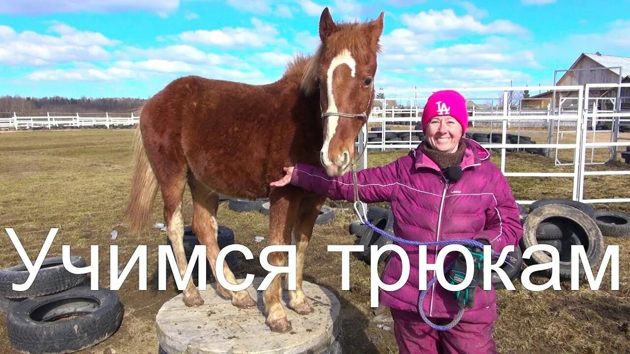 Учит лошадей. Команды для лошадей.
