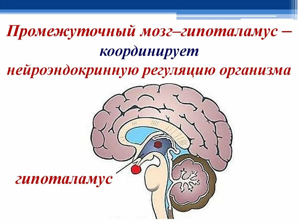 Промежуточный отдел головного мозга. Промежуточный мозг гипоталамус. Промежуточный мозг регуляция. Центры промежуточного мозга.