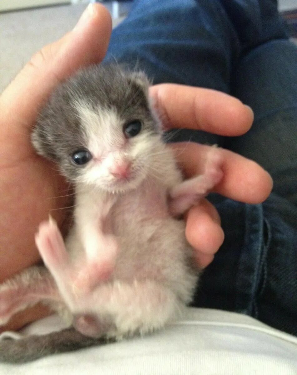 Маленькие котята пушистые. Рассказ совсем маленький совсем маленький. Душит кота. Маленьких котят. Самый маленький кот.