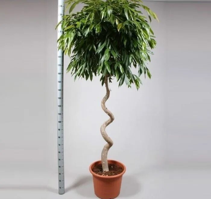 Фикус benjamina exotica spiral. Как сплести фикус. Фикус бенджамина переплетенный. Фикус бенджамина плетеный ствол. Фикус бенджамина плетеный.