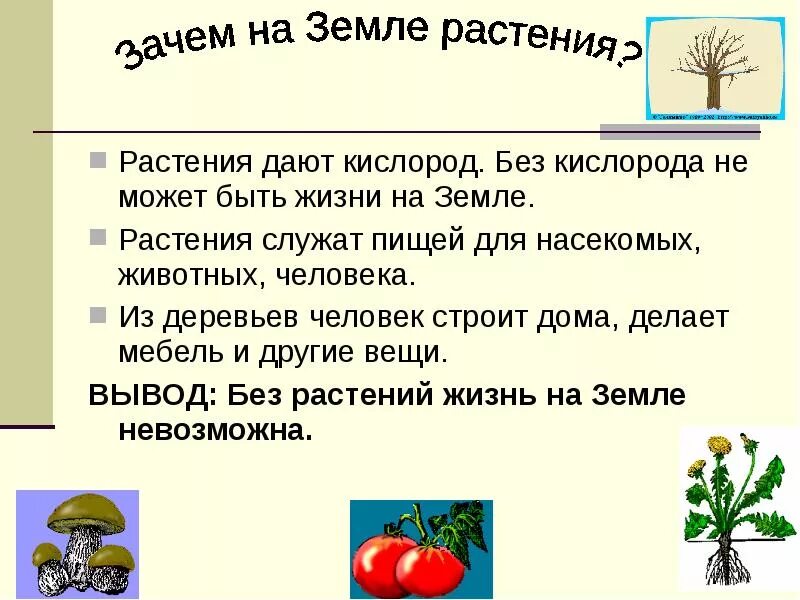 Тема жизнь растений. Почему без растений возможна жизнь на земле. Растения дают кислород. План рассказа на тему почему без растений невозможна жизнь на земле. Жизнь без растений невозможна.