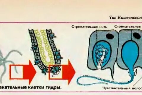 Пресноводная гидра имеет стрекательные клетки