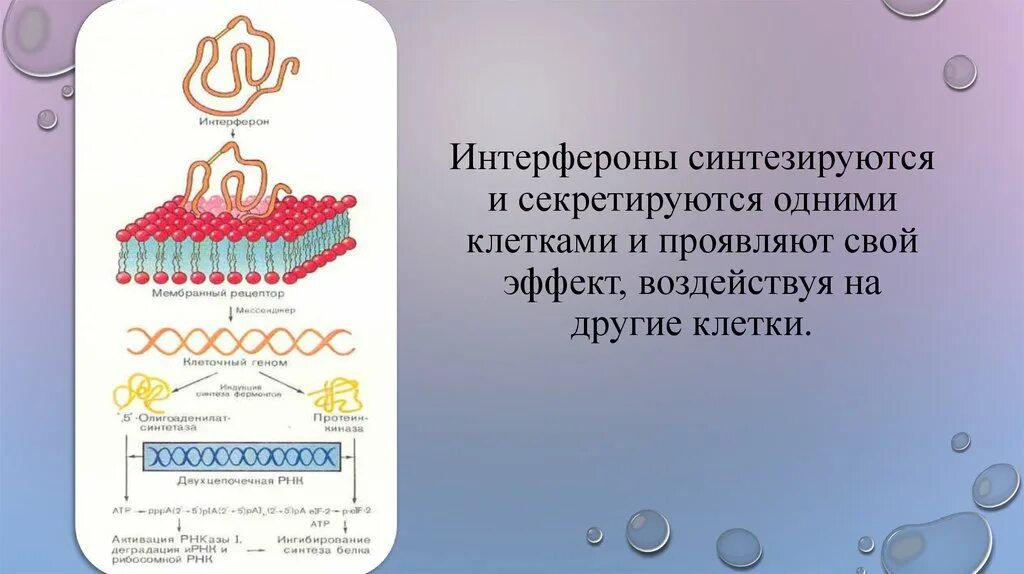 Определение интерферонов. Интерферон синтезируется. что синтезирует интерферон. схема действия интерферонов. интерферон синтезируется клетками.